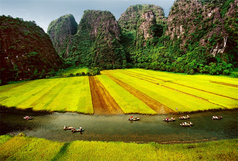 Golden field in Tam Coc
