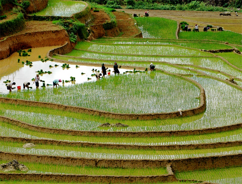 Ta Phin in rice planting